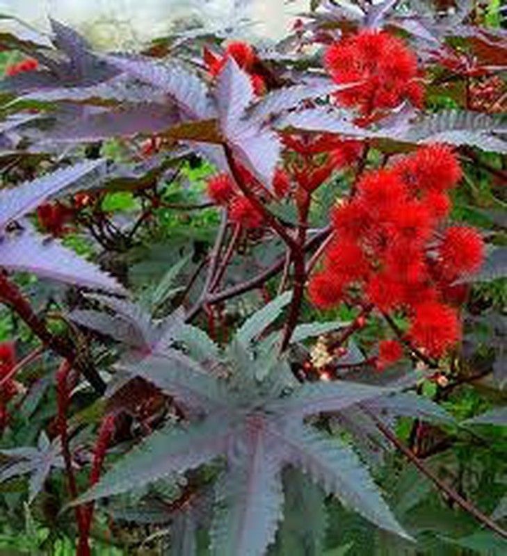 Semillas de Ricino (Higuera del Diablo)