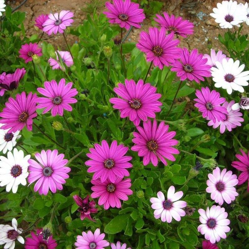 Semillas Dimorfoteca Tapiz Variado