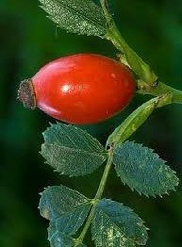 Semillas Escaramujo (Rosa Silvestre)
