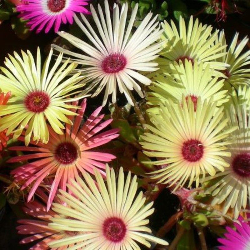 Semillas Ficoide Tapiz Mágico