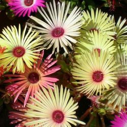 Semillas Ficoide Tapiz Mágico