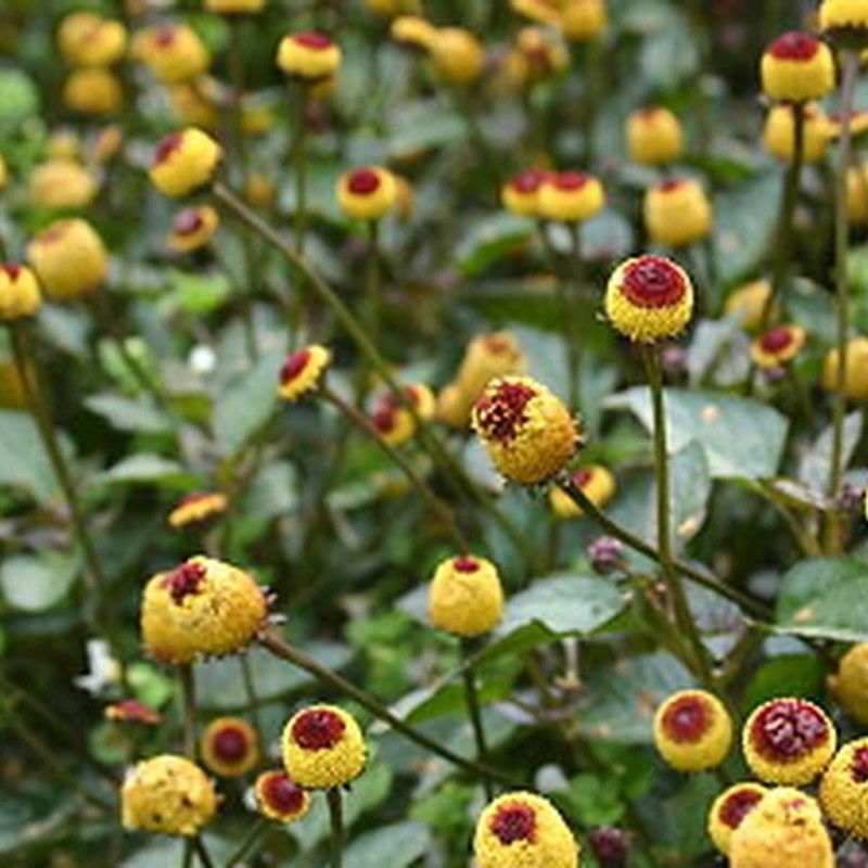 Semillas Flor Eléctrica de Sechuan