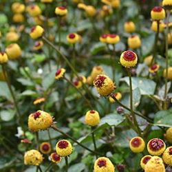 Semillas Flor Eléctrica de Sechuan