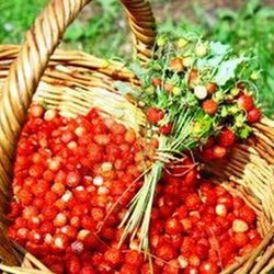 Semillas Fresas del Bosque