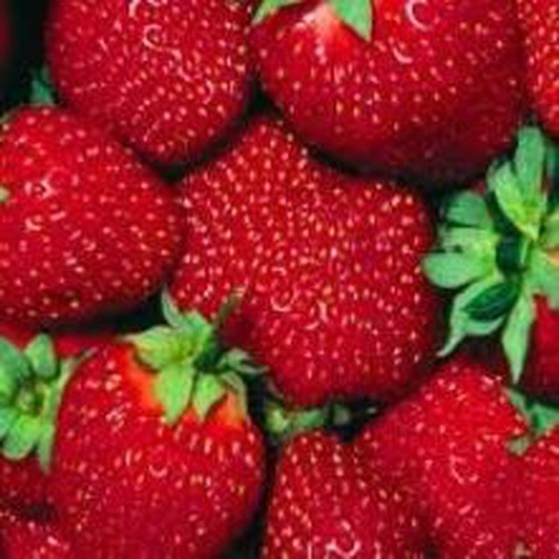 Semillas Fresones 4 Estaciones