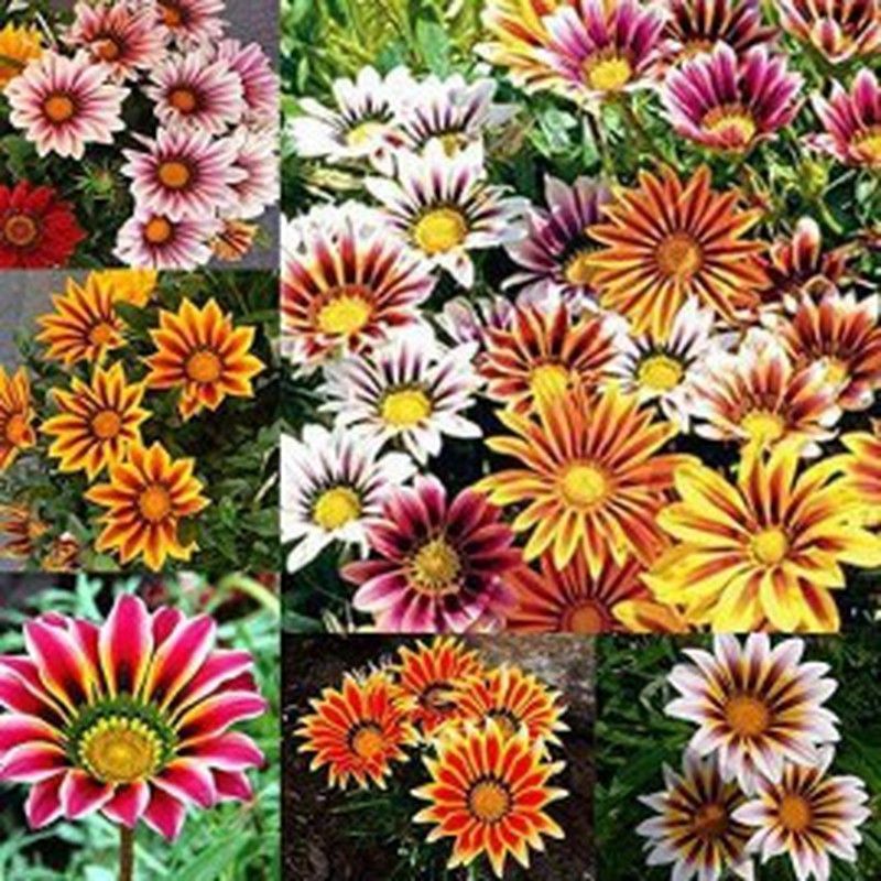Semillas Gazania Híbrida