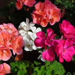 Semillas Geranio Zonal