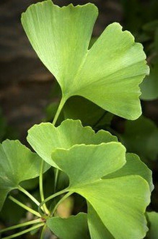 Semillas Ginkgo Biloba