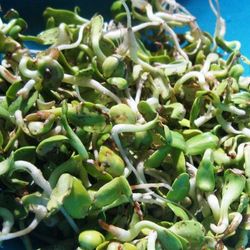 Semillas Girasol Germinado Bio