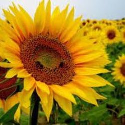 Semillas Girasol Pipas