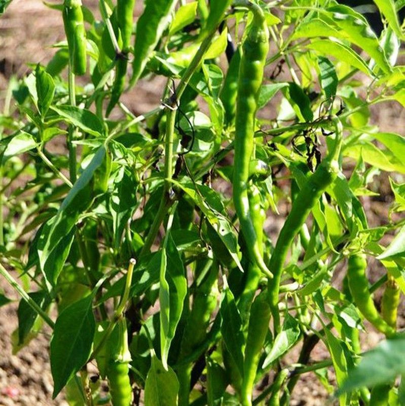 Semillas Guindilla Verde Picante