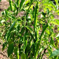 Semillas Guindilla Verde Picante