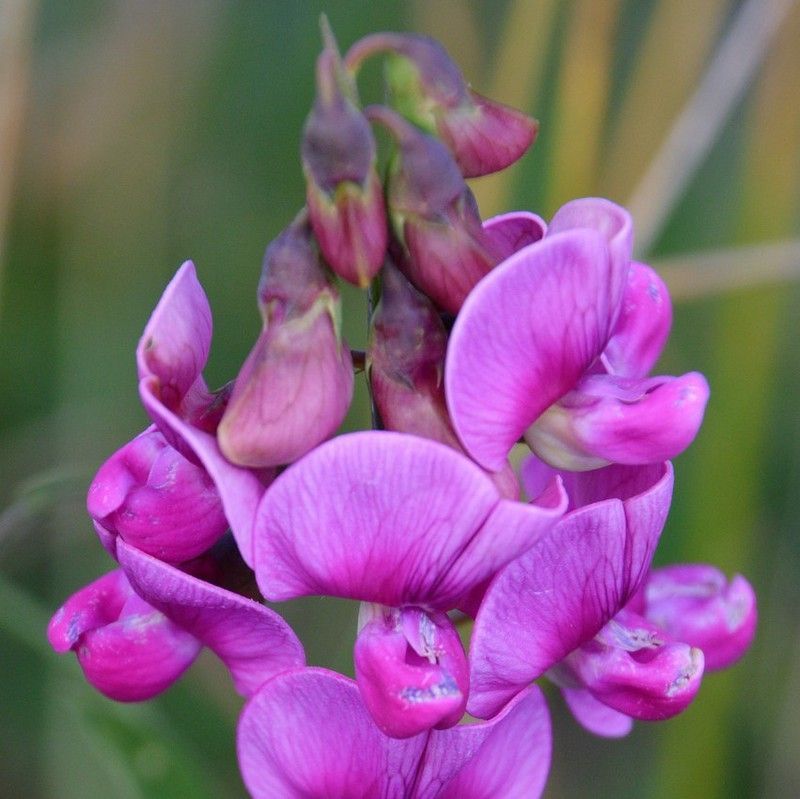 Semillas Guisantes de Olor