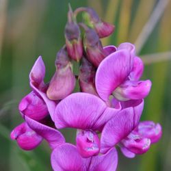 Semillas Guisantes de Olor