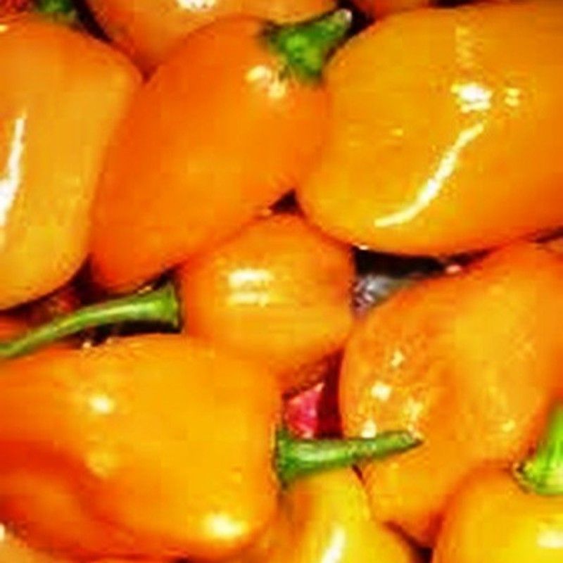 Semillas Habanero Amarillo