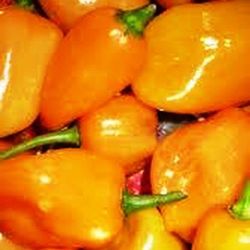 Semillas Habanero Amarillo