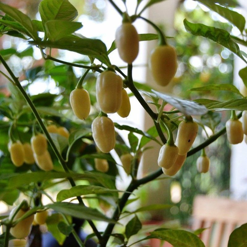 Semillas Habanero Blanco