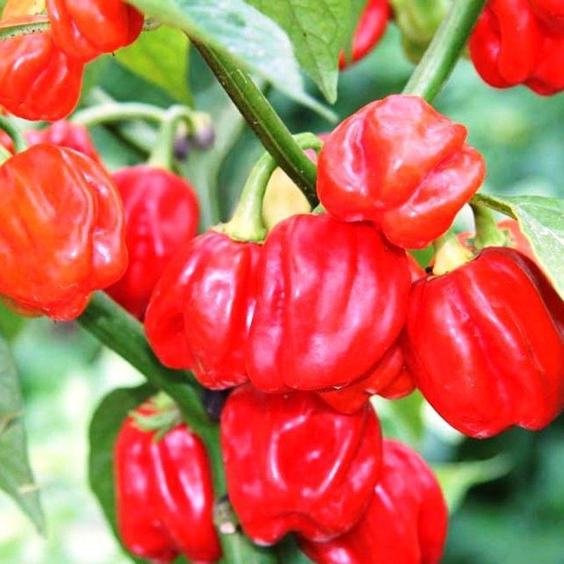 Semillas Habanero Gambia
