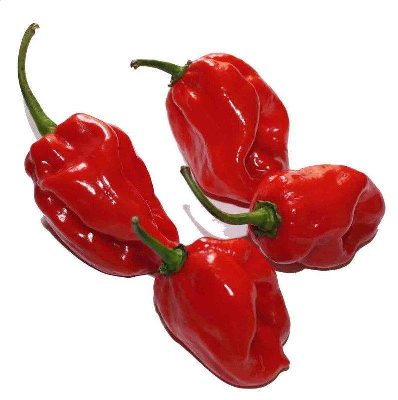 Semillas Habanero Maya