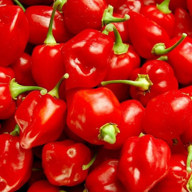 Semillas Habanero Rojo