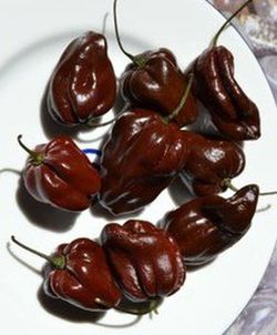 Semillas Habaneros Chocolate