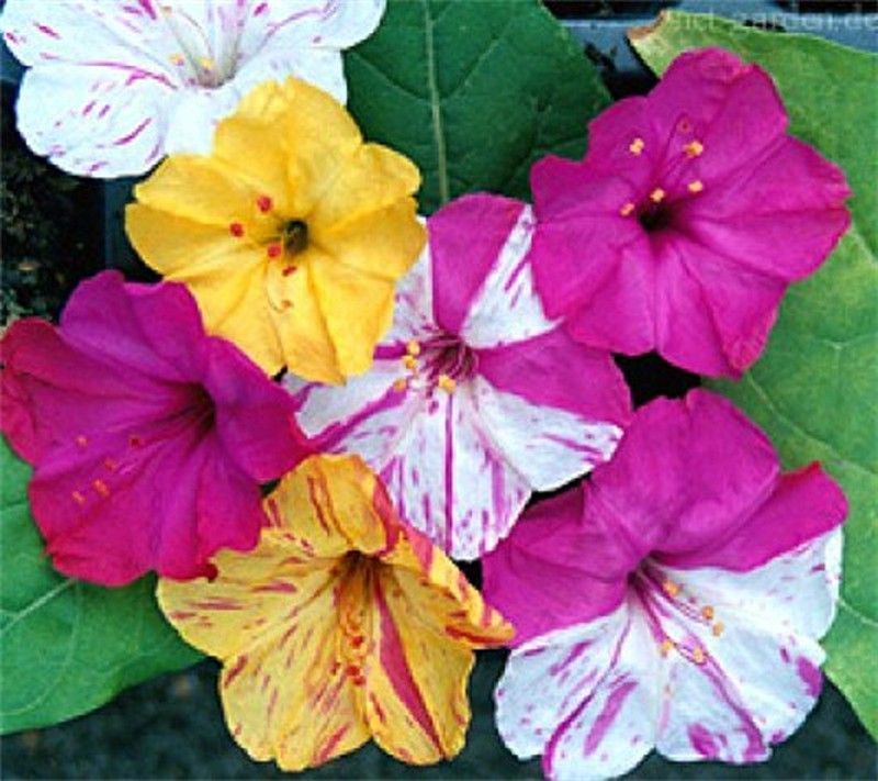 Semillas Hermosa de Noche Variada