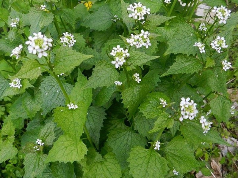 Semillas Hierba de Ajo