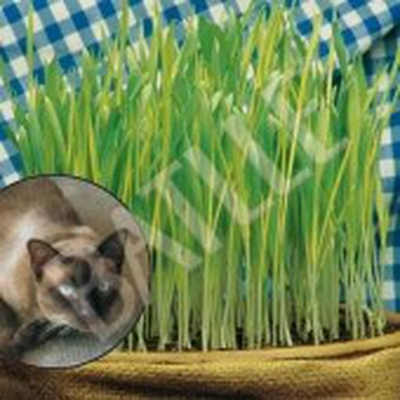 Semillas Hierba para Gatos