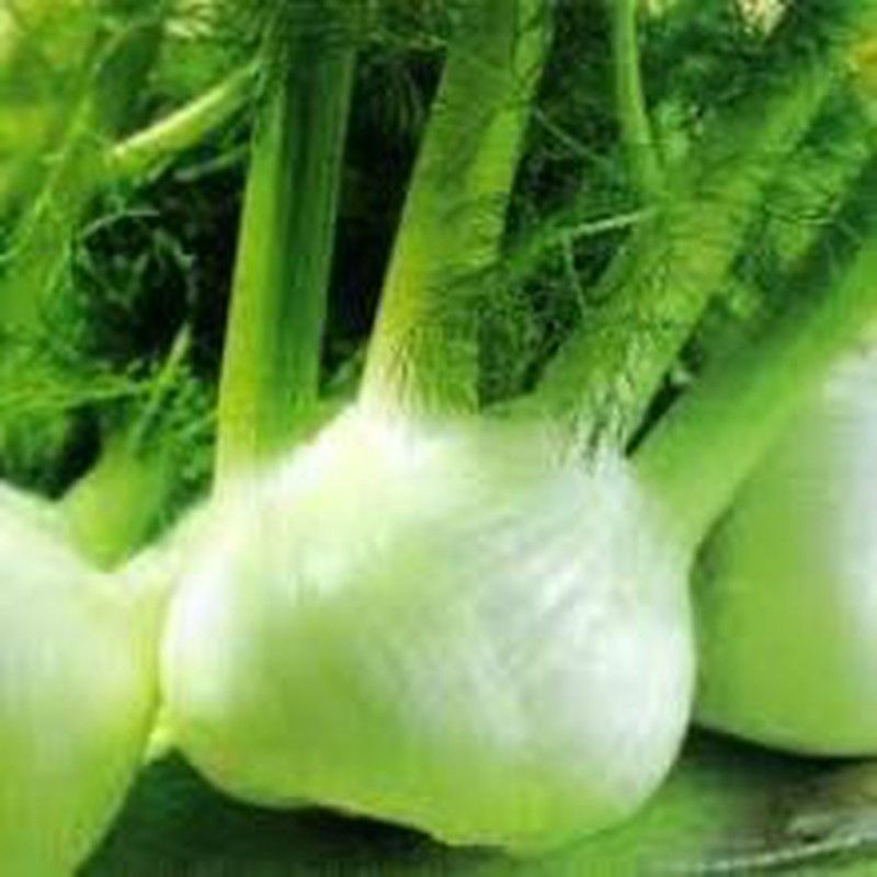 Semillas Hinojo de Florencia