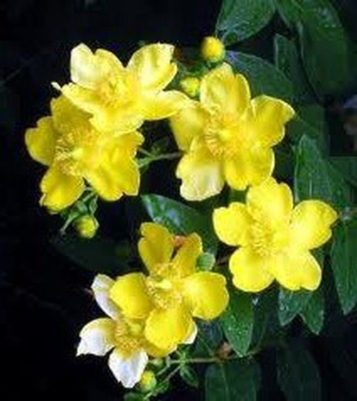 Semillas Hypericum