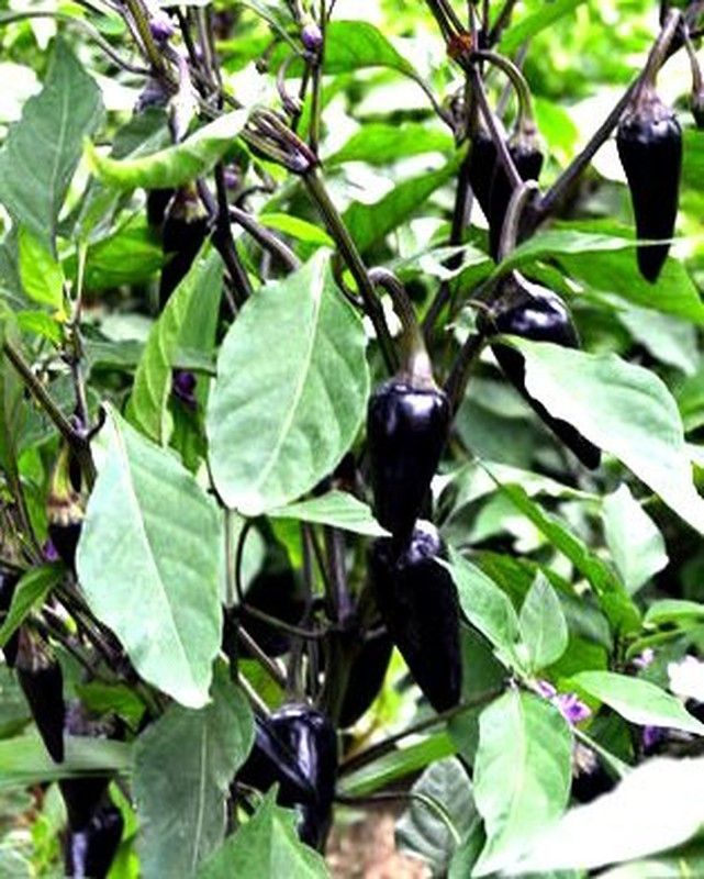 Semillas Jalapeños Púrpura