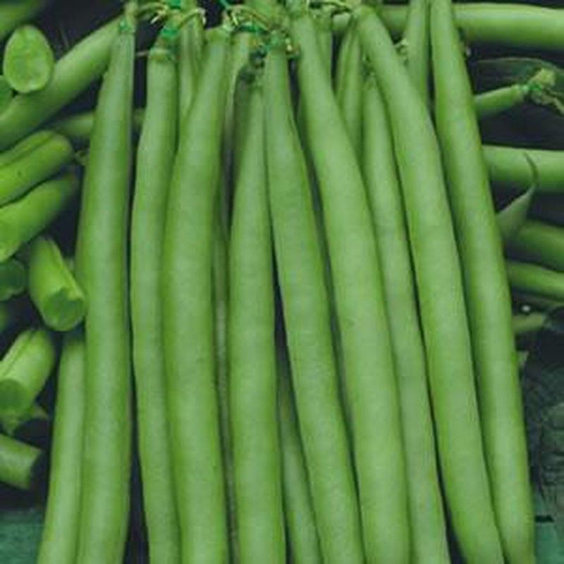 Semillas Judías Enanas