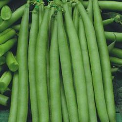 Semillas Judías Enanas