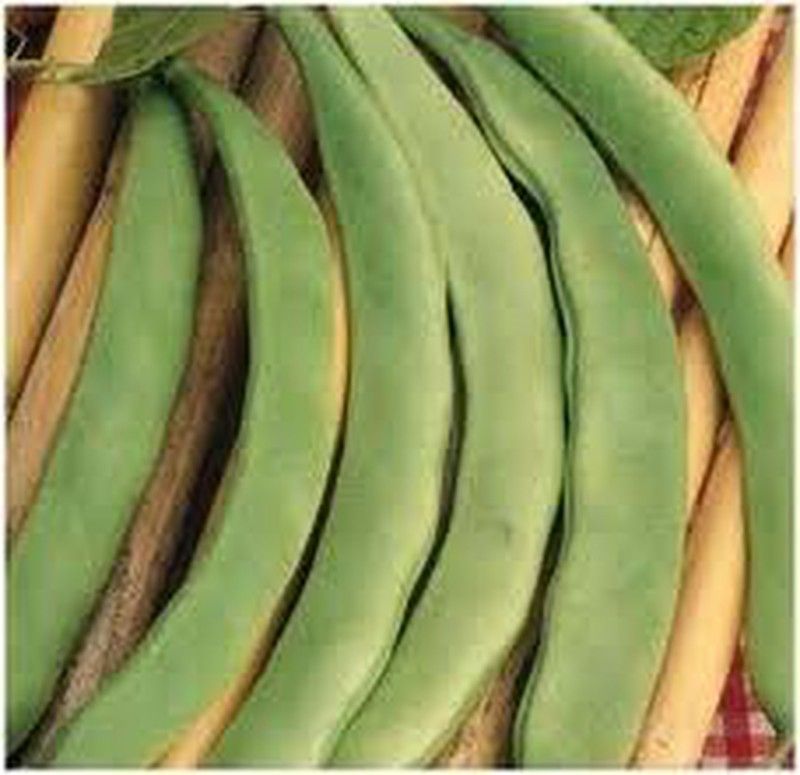 Semillas Judías Enrame