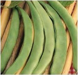 Semillas Judías Enrame