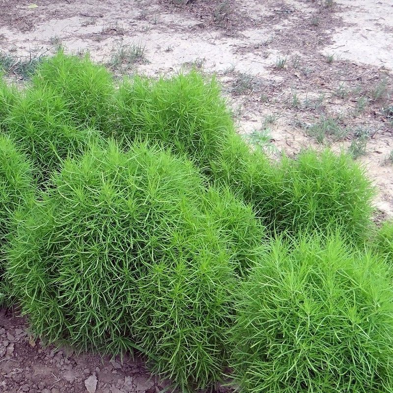 Semillas Kochia