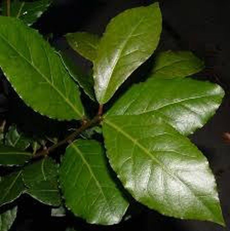 Semillas Laurel