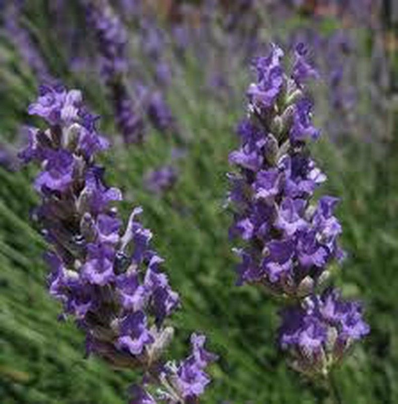Semillas Lavanda