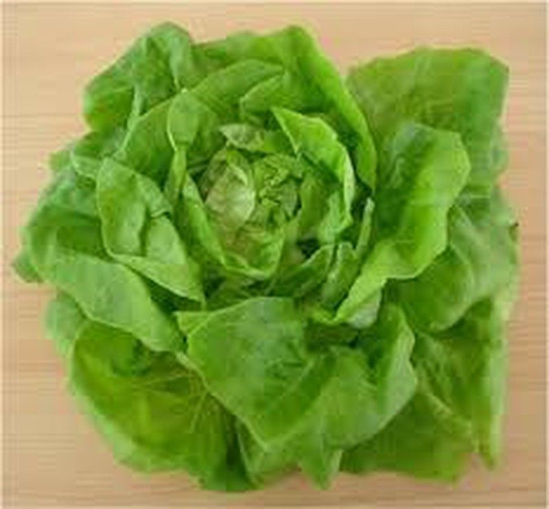 Semillas Lechugas Mantecosa