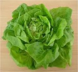 Semillas Lechugas Mantecosa