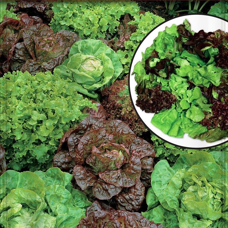 Semillas Lechugas Mesclum