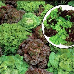 Semillas Lechugas Mesclum