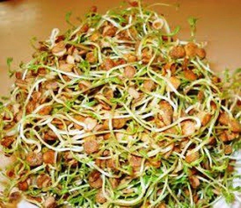 Semillas Lenteja Germinada Bio