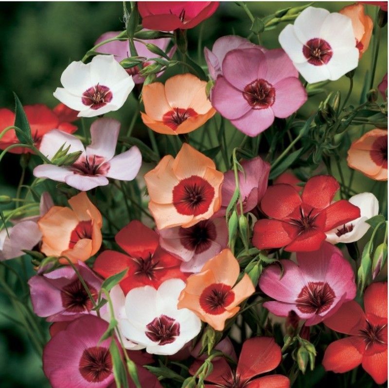 Semillas Lino Charmer