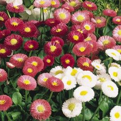 Semillas Margarita de Prados Doble Flor Grande Variada