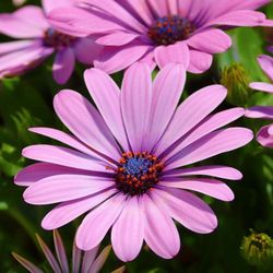 Semillas Margarita Enana Princesa Variada