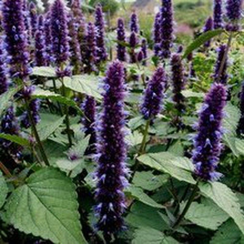 Semillas Menta Coreana