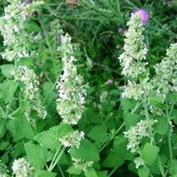 Semillas Menta de Gato