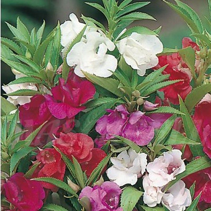 Semillas Miramelindos