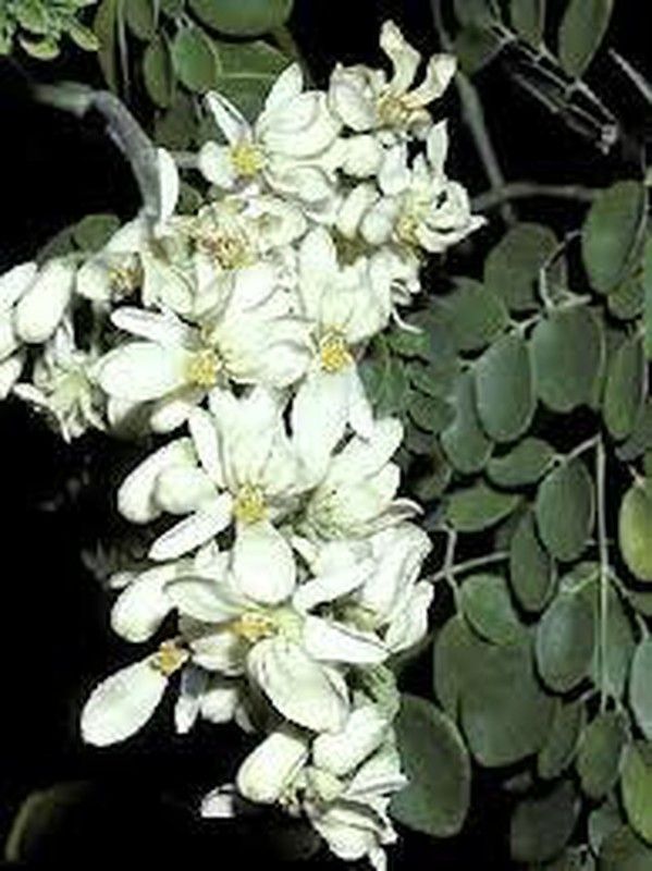 Semillas Moringa